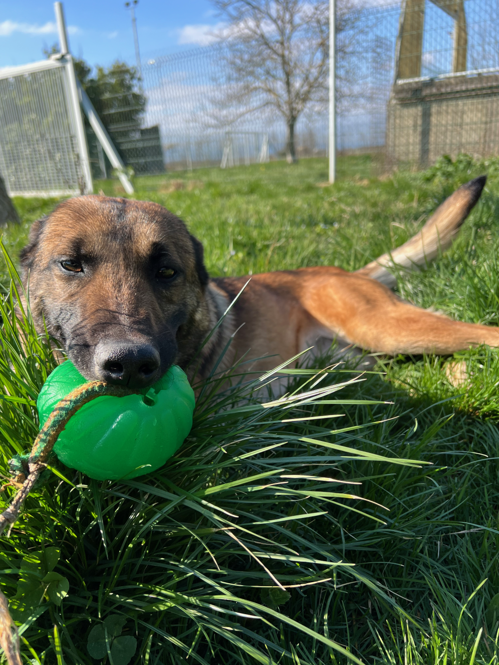 Grand parc de détente pour les chiens accueillis au Chenil de la Rochette près de Valence (26) Grand parc de détente pour les chiens accueillis au Chenil de la Rochette près de Valence (26)