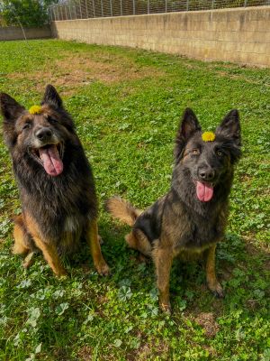 Préparer le séjour de votre chien / chat au Chenil de la Rochette