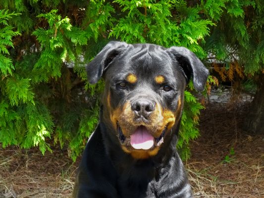 Accueil des chiens de catégorie 1 et 2
