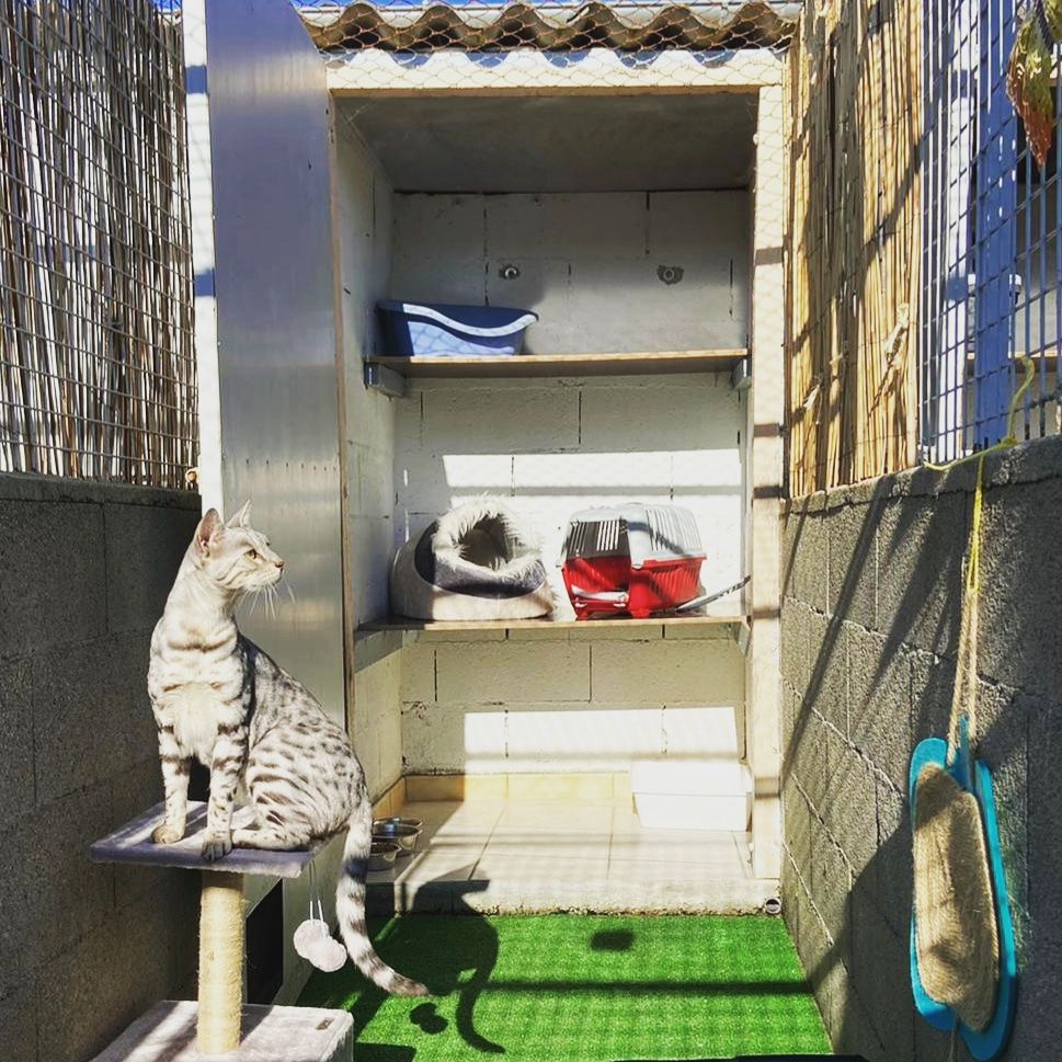 Box pour chat tout confort dans notre pension près de Valence Box pour chat tout confort dans notre pension près de Valence