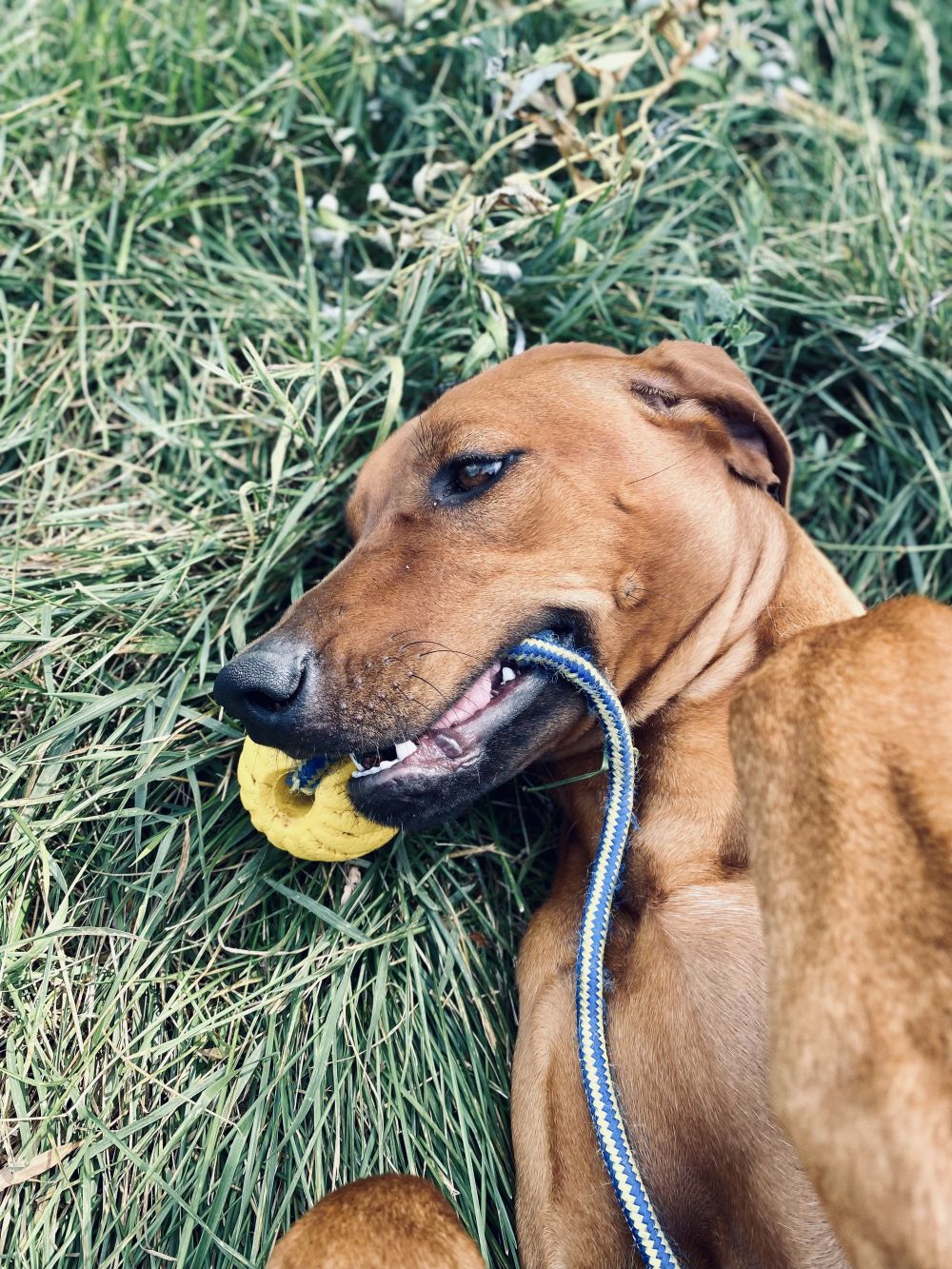 FAQ éducation canine : tout savoir sur cette prestation FAQ éducation canine : tout savoir sur cette prestation